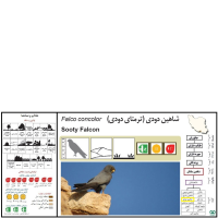 گونه شاهین دودی Sooty Falcon